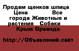 Продам щенков шпица › Цена ­ 25 000 - Все города Животные и растения » Собаки   . Крым,Ореанда